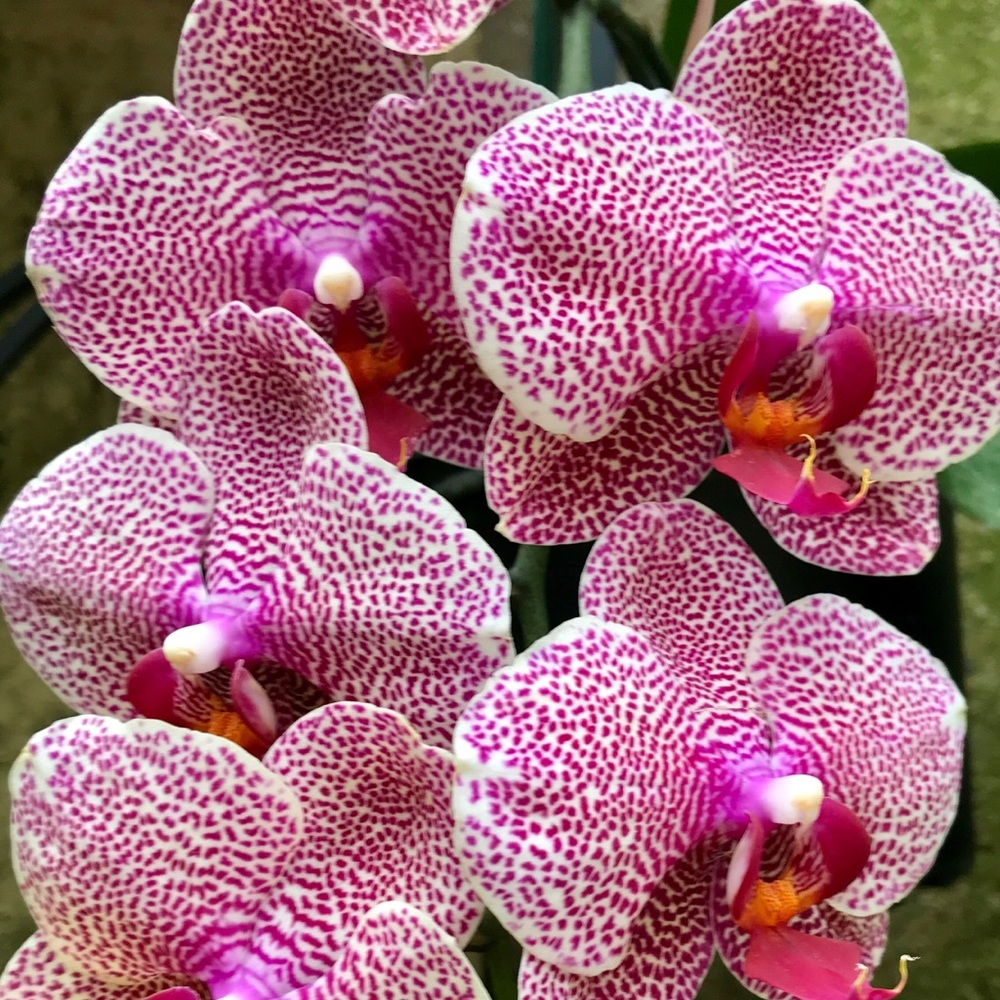 Meet your Posher, Kum